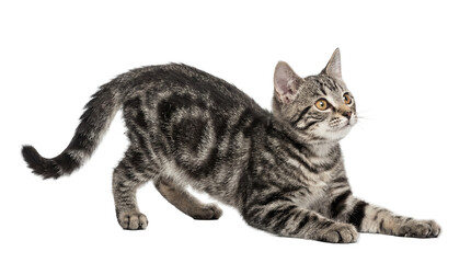 full body shot of a tabby kitten in a playful play bow pose, looking up with curious amber eyes on a transparent background. © randolph