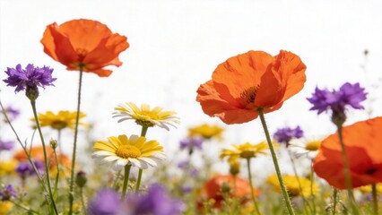 Obraz premium Colorful wildflower meadow with poppies and daisies,bright spring nature background showcasing seasonal bloom,soft sunlight atmosphere ideal for decoration,wall art,and eco lifestyle visuals