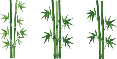 Green bamboo plant collection vector illustration set isolated on background, natural tropical foliage design elements for decoration and eco theme