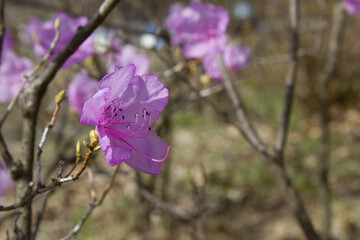 Spring flowers, full bloom of azaleas. Azalea flowers to mark the beginning of spring. Flowers botanical garden