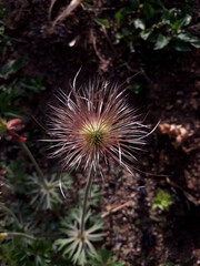 It is the seed of the Pulsatilla koreana (Pasqueflower)