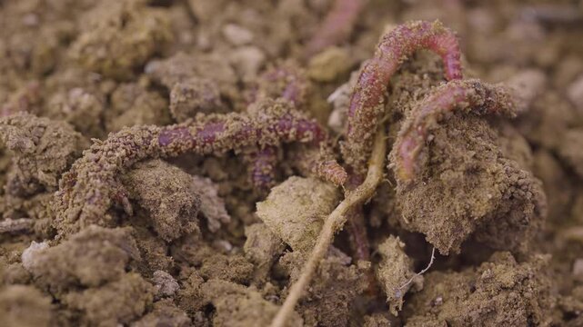 Worms digging in dirt. Vermicast and vermiculture worms regenerating the soil. Climate change. Organic soil.