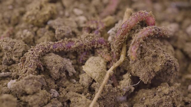 Worms digging in dirt. Vermicast and vermiculture worms regenerating the soil. Climate change. Organic soil.