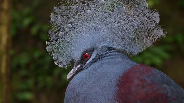 A Crowned pigeon with lacy crest, perches on a tree branch, curiously looking around the surroundings, close up shot.