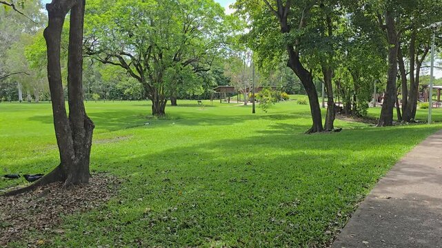 A lush green park in Ayr, North Queensland, with Black cockatoos flying and landing on the grass.