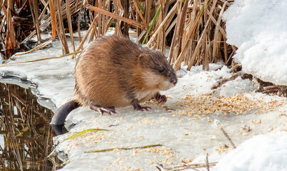 prairie dog eating