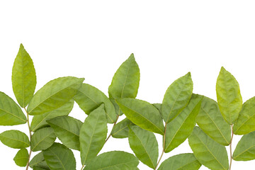 green leaves on white background