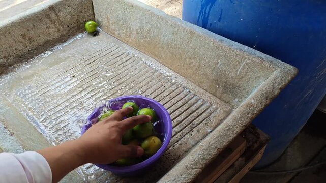 Hands taking fresh green lemons out of a plastic bag to wash them in a sink.