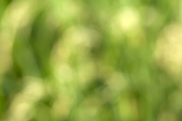 abstract blurred green bokeh background