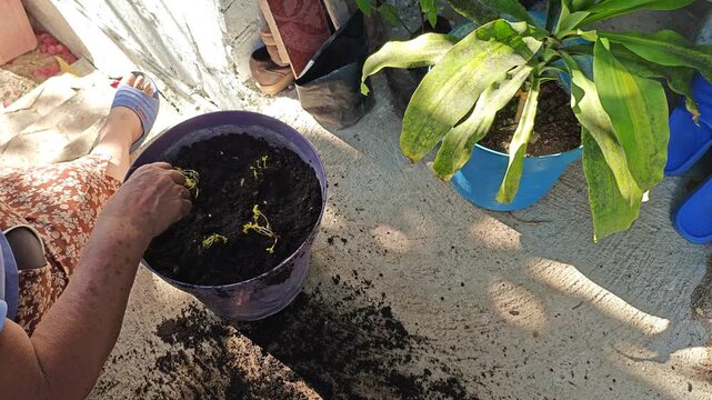 Adding ash to guaje seeds before roasting to preserve color.