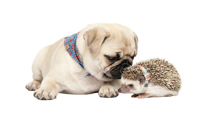 Obraz premium Pug puppy with patterned bandana meets hedgehog wearing collar