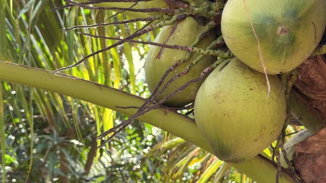 Close up of coconuts attached to a palm tree with soft green foliage gently blurred behind them, showing natural tropical growth and fruit development in daylight. Organic produce.