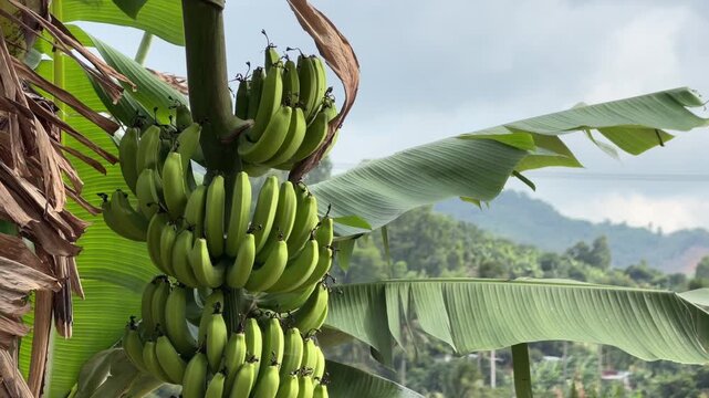 Close view of green bananas on the plant with distant mountains and cloudy sky forming a scenic agricultural backdrop. Rural landscape.