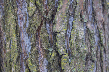 Frozen Tree Bark with Ice - Winter Nature Texture