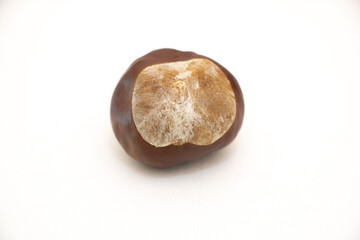 Single Chestnut on White Background - Autumn Nut Close Up