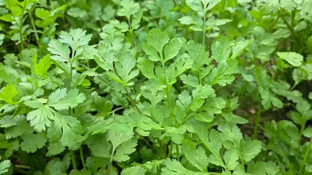 Coriander plants are growing in field. Healthy herbs cultivation and green farming in countryside field.