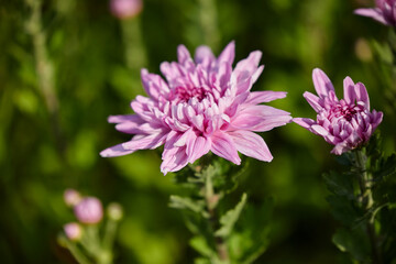 Obraz premium Close-up of pink Chrysanthemum flower blooming in the garden