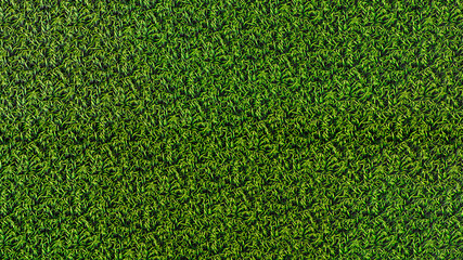 Fototapeta premium Green grass texture background full frame 3D render