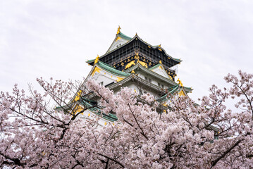 Osaka in Spring, Cherry blossom and Top of Castle 