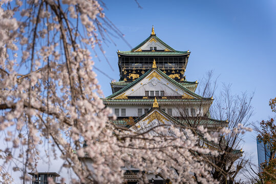 Sakura Tree Blooming in Osaka Japan, Castle in Background