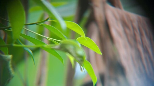 Close-up view of dew on vibrant green || Green Serenity
