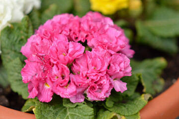 Obraz premium colorful blooming primulas with curly petals in flowerpot