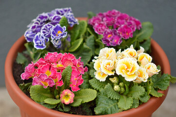 colorful blooming primulas with curly petals in flowerpot