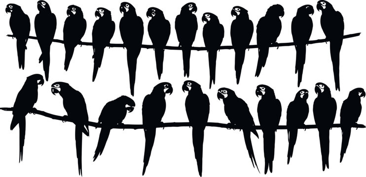 Silhouette of parrots on branches in two rows