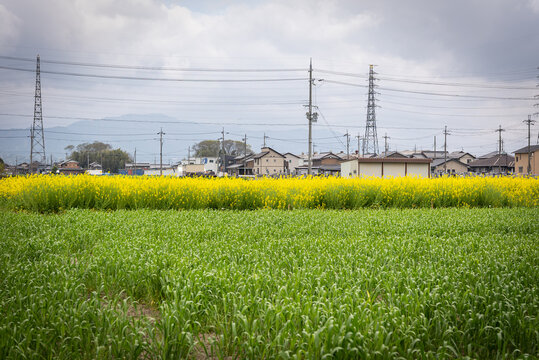 Rural Farmlands in Shiga, Toyosato Japan