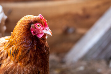 Close up portrait of a brown laying hen inside a chicken coop, showing head details, comb and feathers in a domestic backyard poultry environment. © Marek