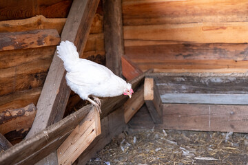 White laying hen standing on a wooden perch inside a chicken coop, domestic poultry freely moving in a small backyard farm.  © Marek