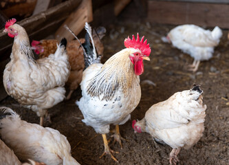 Rooster and hens walking inside a backyard chicken coop, cage free poultry raised in a small rural farm setting. © Marek