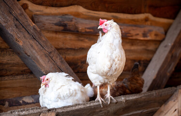 Two hens inside a wooden chicken coop, one standing on a perch while another hen prepares to lay an egg in a domestic backyard poultry setup. © Marek