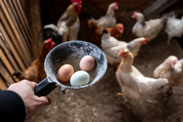 Hand collecting fresh eggs in a backyard chicken coop, cage free hens and natural poultry farming, daily farm routine with organic home produced food.  © Marek