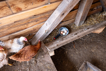 Hand collecting fresh eggs in a backyard chicken coop, cage free hens and natural poultry farming, daily farm routine with organic home produced food.  © Marek