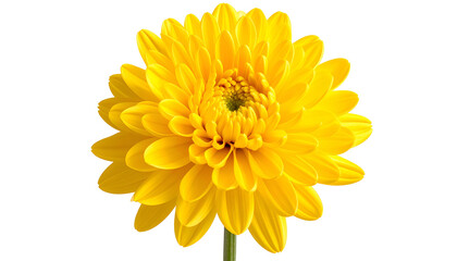 Bright yellow chrysanthemum, fully bloomed, with detailed petals against a stark black background