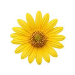 Obraz premium A bright yellow flower with long petals isolated on transparent background