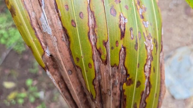 Closeup of infected plant leaf showing fungal blight symptoms and pest damage