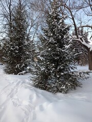 snow covered trees