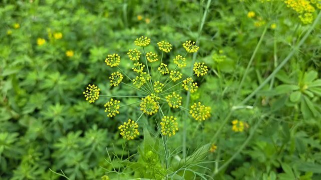 Fresh fennel (foeniculum vulgare) flowers growing in field. Medicinal herb concept
