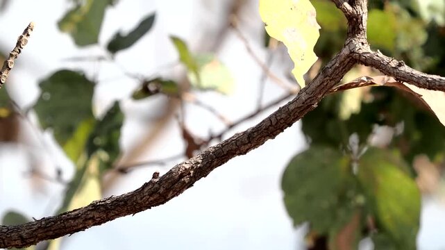Savanna Nightjar sitting on the tree in  forest