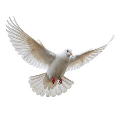Obraz premium White dove flying with outstretched wings isolated on transparent background