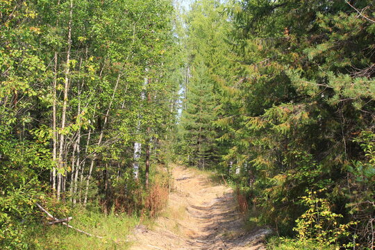A forest firebreak in a summer forest in northeastern Europe on a sunny day