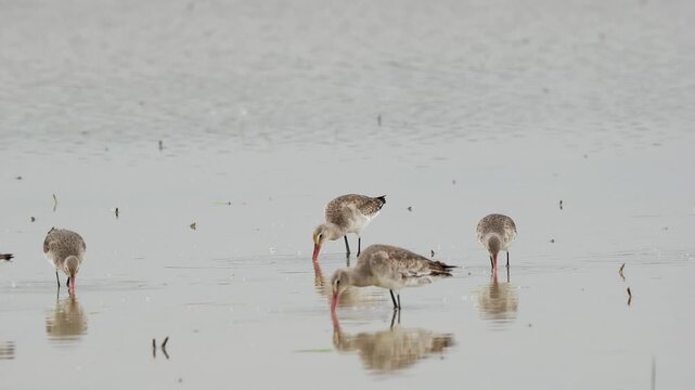 Flock of black-tailed godwits (Limosa limos) on wetland