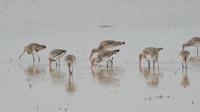 Flock of black-tailed godwits (Limosa limos) on wetland