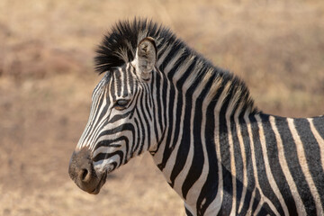 Obraz premium Profile of Male Zebra Stallon in Kruger National Park in South Africa RSA