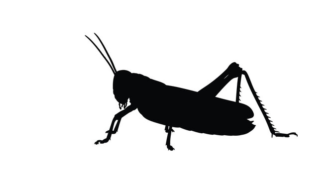 A black silhouette of a grasshopper in profile silhouette