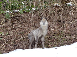 早春のニホンカモシカ