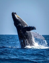 A large whale breaches the surface of the ocean
