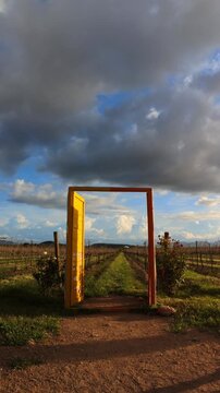 Open door in a vineyard with rows of grape plants under a cloudy sky in the afternoon